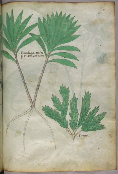 Botanická ilustrace, asi 1440 (tuš a barva na pergamenu) od Italian School