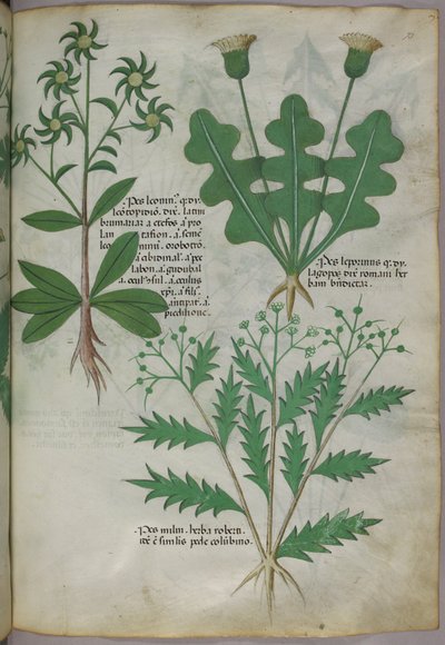 Botanická ilustrace, asi 1440 (tuš a barva na pergamenu) od Italian School