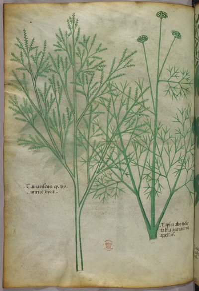 Botanická ilustrace, asi 1440 (tuš a barva na pergamenu) od Italian School