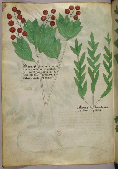 Botanická ilustrace, asi 1440 (tuš a barva na pergamenu) od Italian School
