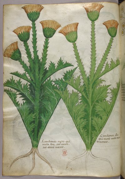 Botanická ilustrace, asi 1440 (tuš a barva na pergamenu) od Italian School