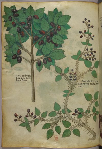 Botanická ilustrace, asi 1440 (tuš a barva na pergamenu) od Italian School