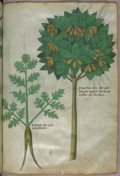Botanická ilustrace, asi 1440 (tuš a barva na pergamenu) od Italian School