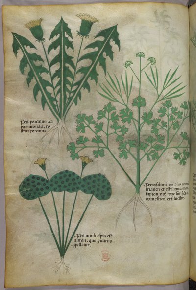 Botanická ilustrace, asi 1440 (tuš a barva na pergamenu) od Italian School