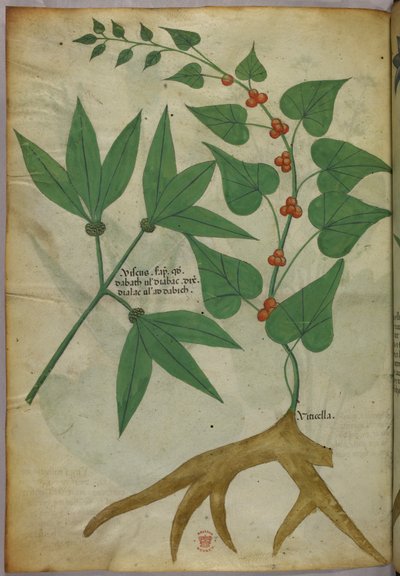 Botanická ilustrace, asi 1440 (tuš a barva na pergamenu) od Italian School