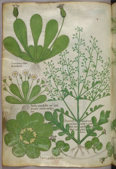 Botanická ilustrace, asi 1440 (tuš a barva na pergamenu) od Italian School