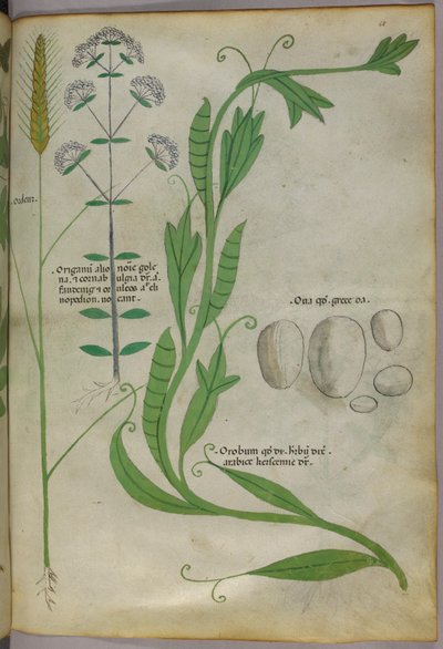 Botanická ilustrace, asi 1440 (tuš a barva na pergamenu) od Italian School