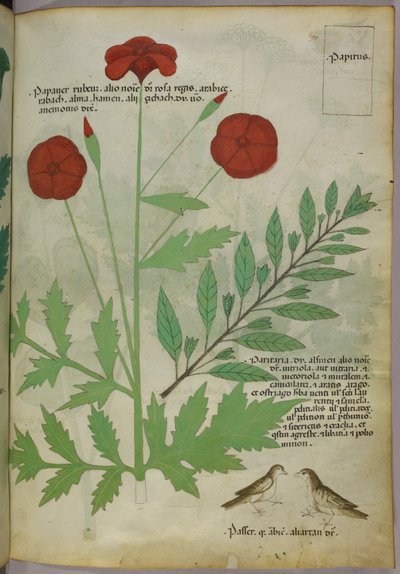 Botanická ilustrace, asi 1440 (tuš a barva na pergamenu) od Italian School