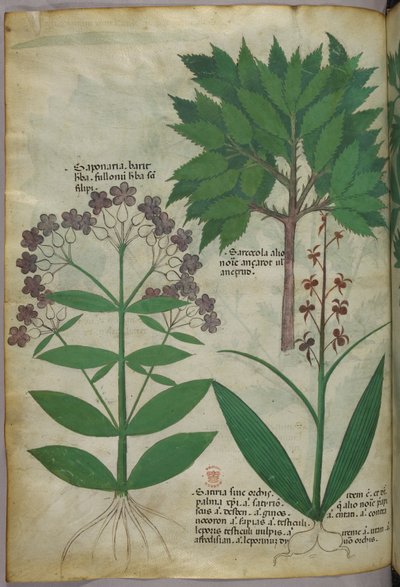 Botanická ilustrace, asi 1440 (tuš a barva na pergamenu) od Italian School