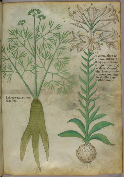Botanická ilustrace, asi 1440 (tuš a barva na pergamenu) od Italian School