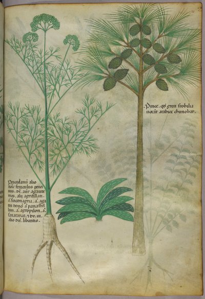 Botanická ilustrace, asi 1440 (tuš a barva na pergamenu) od Italian School