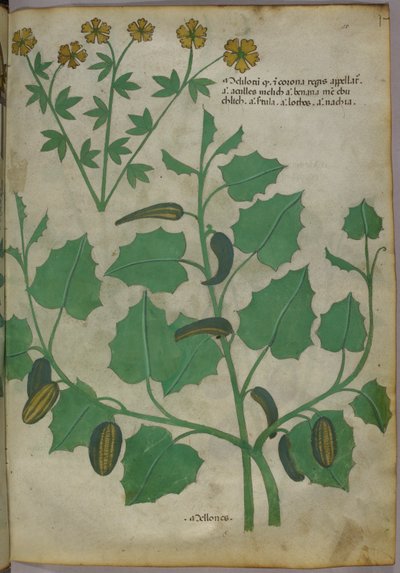Botanická ilustrace, asi 1440 (tuš a barva na pergamenu) od Italian School