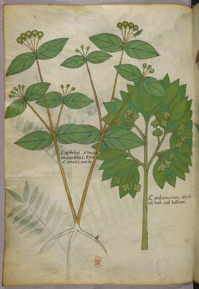 Botanická ilustrace, asi 1440 (tuš a barva na pergamenu) od Italian School