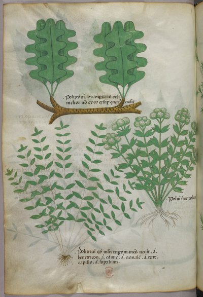 Botanická ilustrace, asi 1440 (tuš a barva na pergamenu) od Italian School