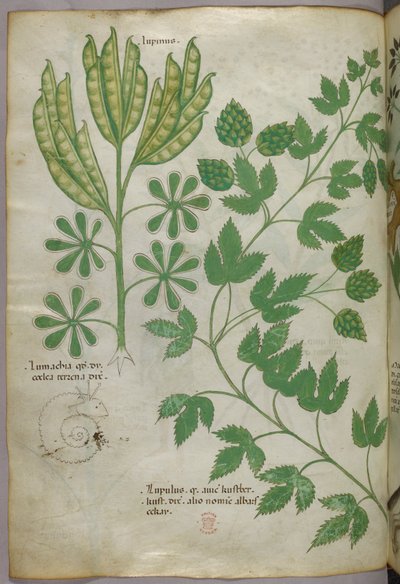Botanická ilustrace, asi 1440 (tuš a barva na pergamenu) od Italian School