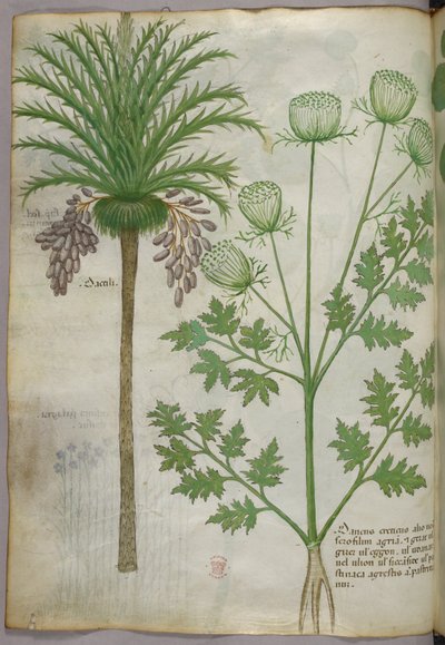 Botanická ilustrace, asi 1440 (tuš a barva na pergamenu) od Italian School