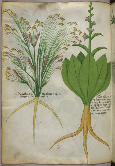 Botanická ilustrace, asi 1440 (tuš a barva na pergamenu) od Italian School