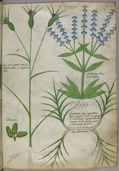 Botanická ilustrace, asi 1440 (pergamen), asi 1440 (tuš a barva na pergamenu) od Italian School