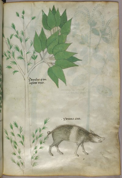Botanická ilustrace rostliny a kance nebo prasete s nápisem "porcina caro", asi 1440 (tuš a barva na pergamenu) od Italian School