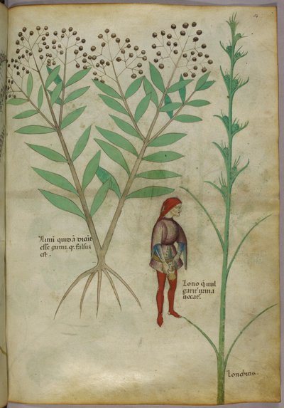 Botanická ilustrace rostliny a muže močícího do květináče, cca 1440 (inkoust a barva na papíře) od Italian School
