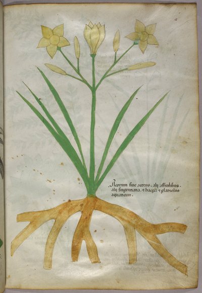 Botanická ilustrace rostliny, asi 1440 (tuš a barva na pergamenu) od Italian School