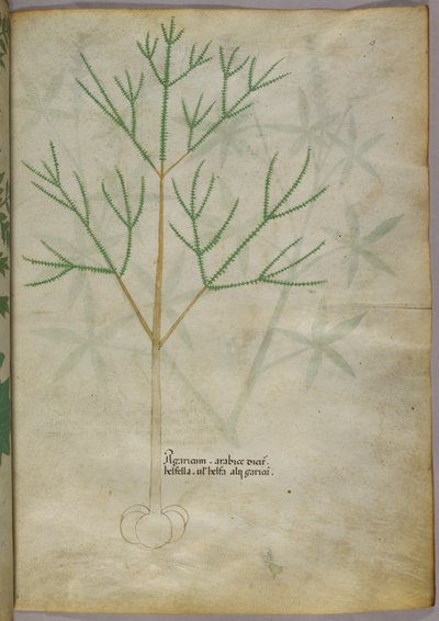 Botanická ilustrace rostliny, asi 1440 (tuš a barva na pergamenu) od Italian School