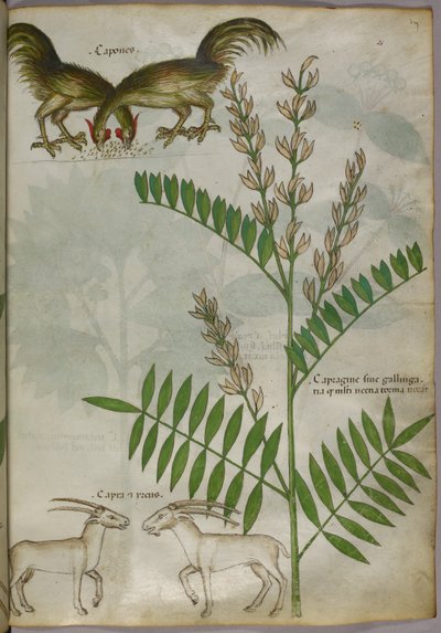 Botanická ilustrace rostliny, dvou koz a dvou ptáků, asi 1440 (tuš a barva na pergamenu) od Italian School