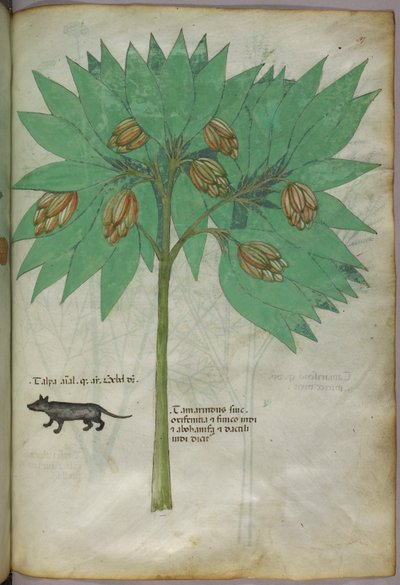 Botanická ilustrace rostliny se zvířetem, asi 1440 (tuš a barva na pergamenu) od Italian School