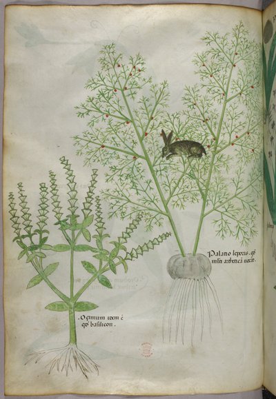 Botanická ilustrace sladké bazalky [ocimum] a zajíce mezi chřestem [palatio leporis], asi 1440 (tuš a barva na pergamenu) od Italian School