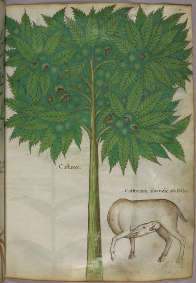 Botanická ilustrace stromu a zvířete, asi 1440 (tuš a barva na pergamenu) od Italian School