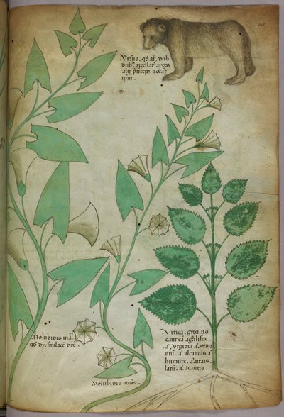 Botanická ilustrace rostliny s medvědem, asi 1440 (tuš a barva na pergamenu) od Italian School