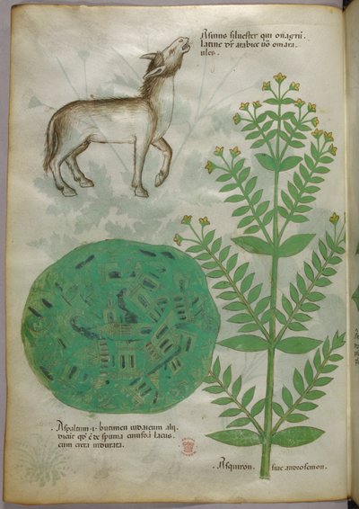 Botanická ilustrace rostliny s koněm, asi 1440 (tuš a barva na pergamenu) od Italian School