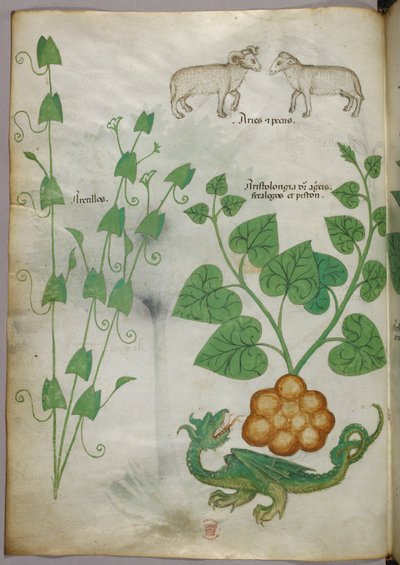 Botanická ilustrace rostlin, draka a ovce, asi 1440 (tuš a barva na pergamenu) od Italian School