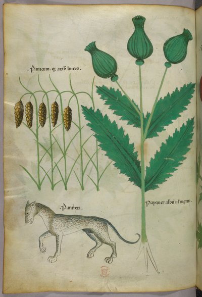 Botanická ilustrace rostlin a pantera, asi 1440 (tuš a barva na pergamenu) od Italian School