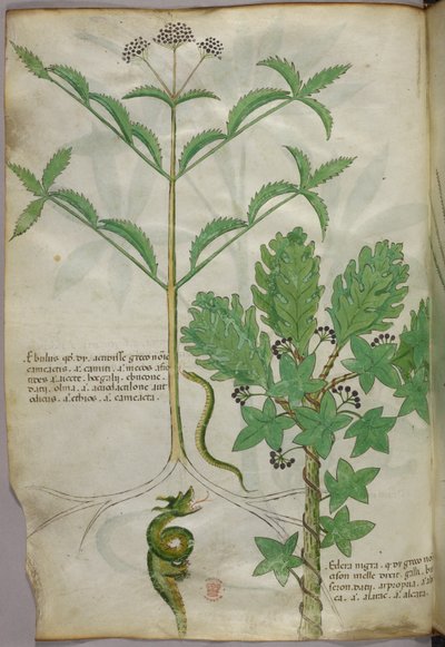 Botanická ilustrace rostlin a hada, asi 1440 (tuš a barva na pergamenu) od Italian School