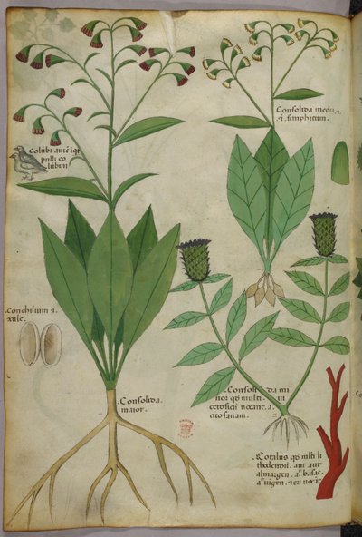 Botanická ilustrace rostlin a korálů s hadem a jelenem, asi 1440 (tuš a barva na pergamenu) od Italian School