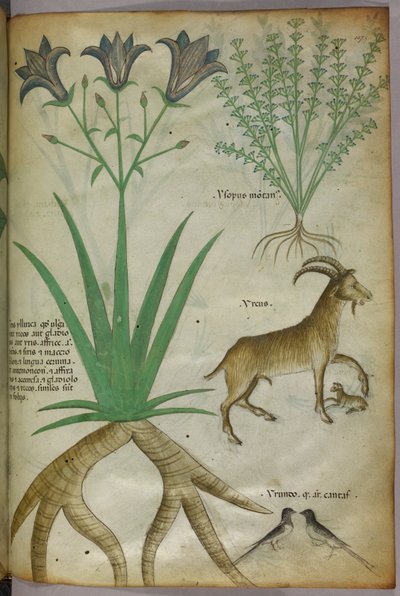 Botanická ilustrace rostlin, ptáků a koz, asi 1440 (tuš a barva na pergamenu) od Italian School