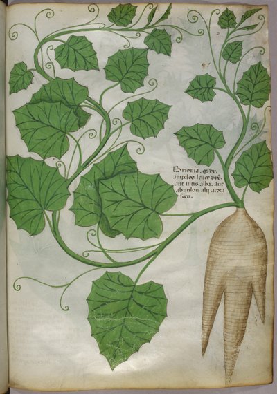 Botanická ilustrace rostlin, asi 1440 (tuš a barva na pergamenu) od Italian School