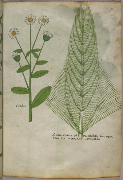 Botanická ilustrace rostlin, asi 1440 (tuš a barva na pergamenu) od Italian School