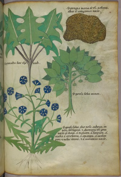 Botanická ilustrace rostlin včetně houby, asi 1440 (tuš a barva na pergamenu) od Italian School