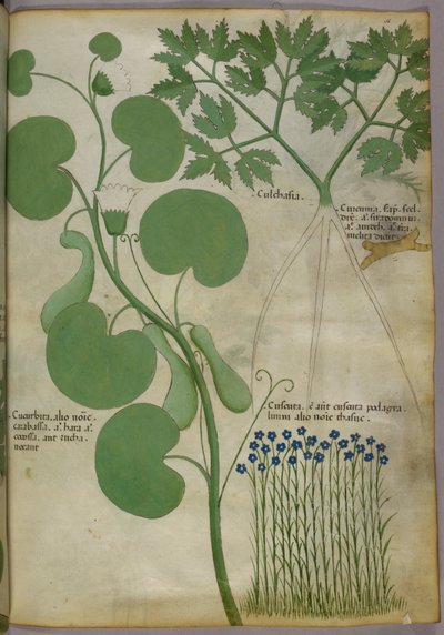 Botanická ilustrace rostlin včetně květů, asi 1440 (tuš a barva na pergamenu) od Italian School