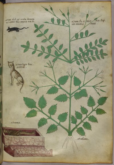 Botanická ilustrace rostlin s leopardem, myší a mrtvolou, asi 1440 (tuš a barva na pergamenu) od Italian School