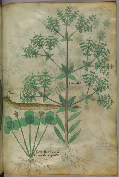 Botanická ilustrace rostlin se zvířetem, asi 1440 (tuš a barva na pergamenu) od Italian School