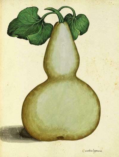 Calabash od Ulisse Aldrovandi od Italian School