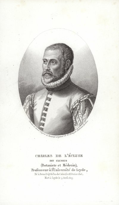 Carolus Clusius od Italian School