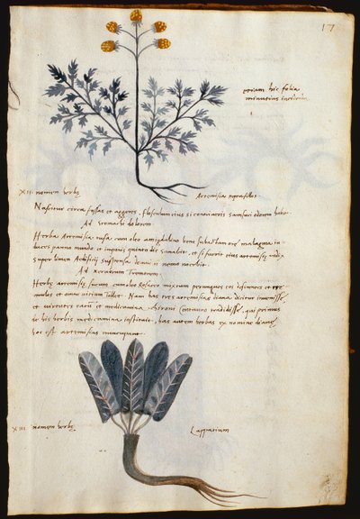 Treska. 2377 Artemisia a lapparium, léčivé rostliny z „Herbarium Apulei Platonici“ (akvarel a inkoust na pergamenu) od Italian School