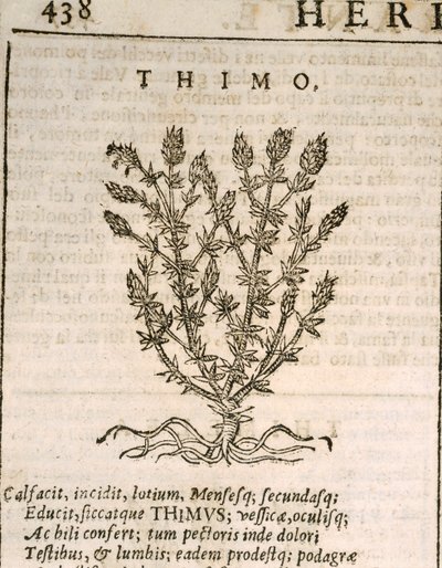 Tymián obecný (Thymus vulgaris), rytina od Castore Durante od Italian School