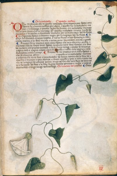 Convolvulus Plant, ilustrace z 
