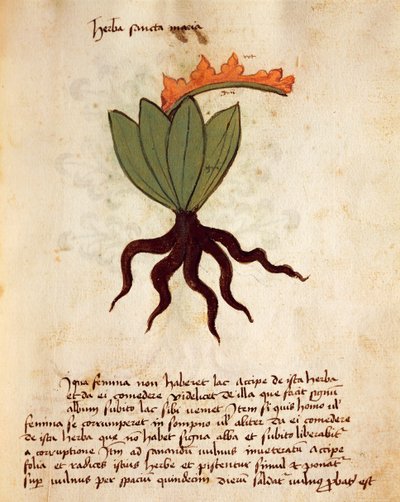 Rostlinná nebo balzámová bylina (Tanacetum balsamita) od Italian School