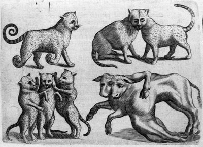 Různé typy monster: kočky a krávy s více těly. Rytina z "Povaha příšer, jejich příčiny a rozdíly" od Fortunia Ačkoliiho (1577-1656), italského vědce. 1646 od Italian School
